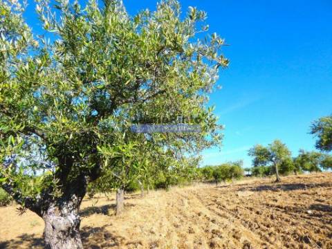 Olival de 6,9ha + Olival de 3ha, Escalhão. Portugal, F. C. Rodrigo, Barca DAlva.