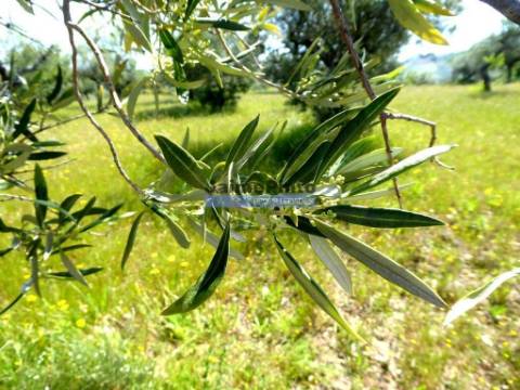 Olival de 6,9ha + Olival de 3ha, Escalhão. Portugal, F. C. Rodrigo, Barca DAlva.