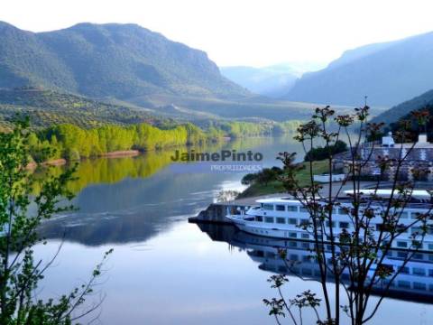 Olival de 6,9ha + Olival de 3ha, Escalhão. Portugal, F. C. Rodrigo, Barca DAlva.