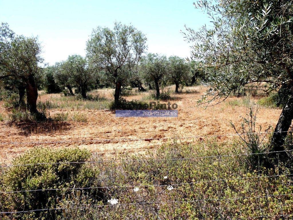 Quinta 1,9ha, com armazém de apoio agrícola. Portugal, Alentejo, Portel.
