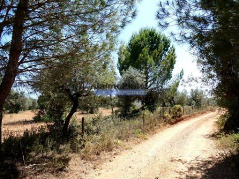 Quinta 1,9ha, com armazém de apoio agrícola. Portugal, Alentejo, Portel.
