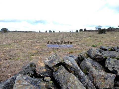 Quinta, herdade de 210.000m2 para agricultura. Portugal, Guarda, F. C. Rodrigo.
