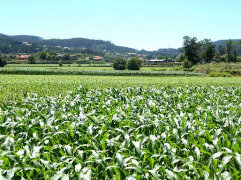 Terreno URBANO 7.045m2 para 12-15 Moradias. Portugal, Navió, Ponte de Lima.