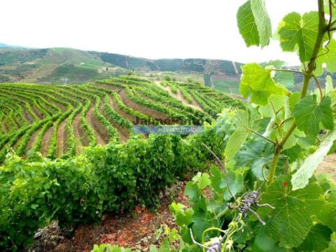 QUINTA 260.000m2 com VINHA. Douro Superior. Portugal, Vila Nova Foz Côa.