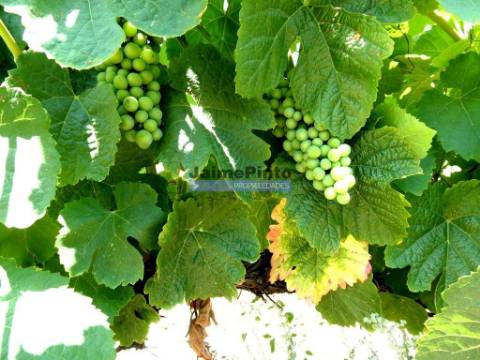 QUINTA 260.000m2 com VINHA. Douro Superior. Portugal, Vila Nova Foz Côa.