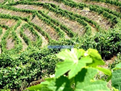 QUINTA 260.000m2 com VINHA. Douro Superior. Portugal, Vila Nova Foz Côa.