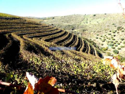 QUINTA 260.000m2 com VINHA. Douro Superior. Portugal, Vila Nova Foz Côa.