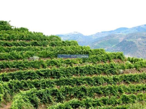QUINTA 260.000m2 com VINHA. Douro Superior. Portugal, Vila Nova Foz Côa.