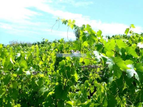 QUINTA 260.000m2 com VINHA. Douro Superior. Portugal, Vila Nova Foz Côa.
