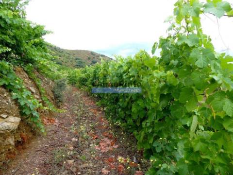QUINTA 260.000m2 com VINHA. Douro Superior. Portugal, Vila Nova Foz Côa.