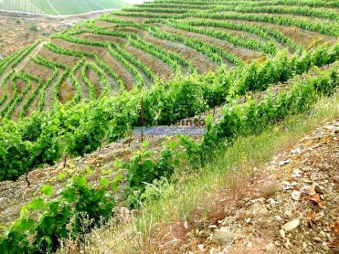QUINTA 260.000m2 com VINHA. Douro Superior. Portugal, Vila Nova Foz Côa.