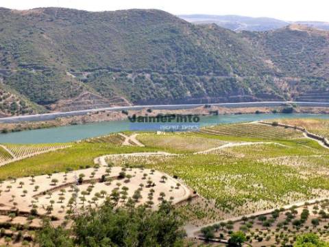 Quinta, Vinha, Casa, frente rio Douro. Portugal, Foz do Sabor, Torre de Moncorvo.