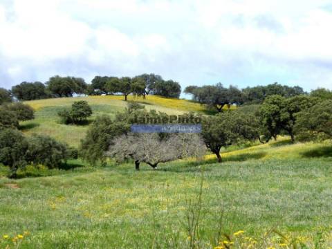 3.500.000m2 Herdade próxima Alqueva. Portugal, Évora, Portel.