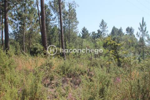 Terreno  Venda em Ucha,Barcelos