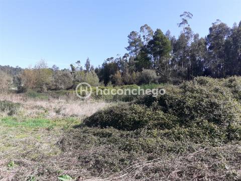 Terreno agricola Alvito São Pedro Barcelos