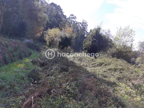 Terreno agricola Alvito São Pedro Barcelos