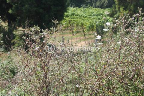 Lote de terreno com 561 m2 na Lama Barcelos