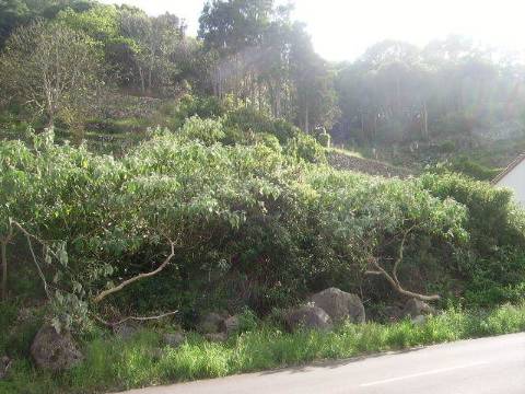 Terrenos | Urbano | Fontainha (PV)