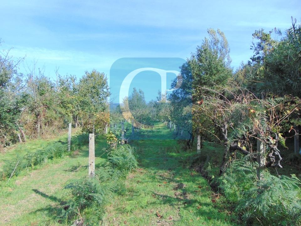 Propriedade em Cinfães do Douro para restauro, Viseu