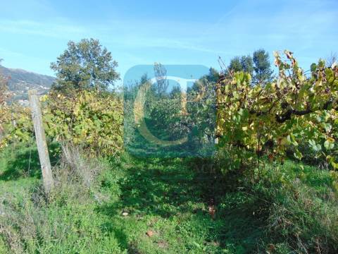Propriedade em Cinfães do Douro para restauro, Viseu