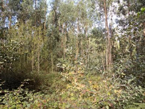 Terreno com mais de 15000 m2