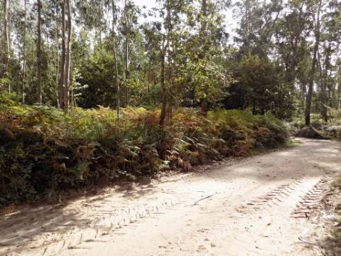 Terreno com mais de 15000 m2