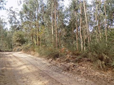 Terreno com mais de 15000 m2