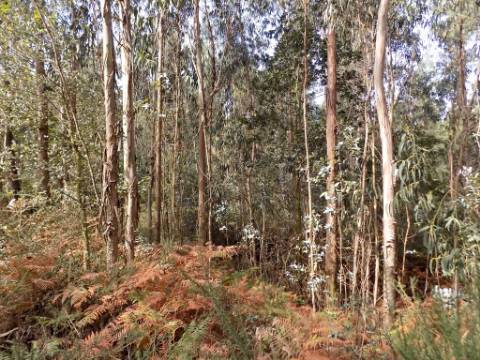 Terreno com mais de 15000 m2
