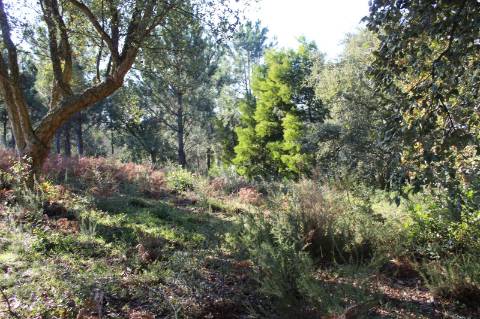 Terreno com área de 5.500 m2