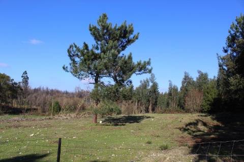 Terreno com área de 5.500 m2