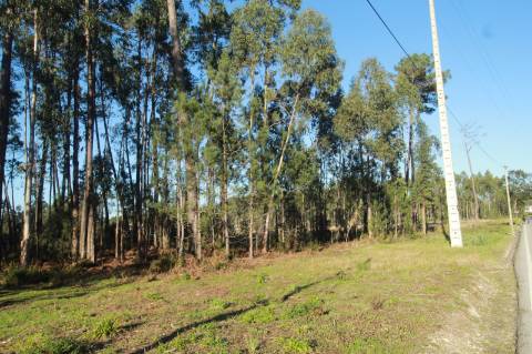 Terreno Rústico c/ 11000 m2
