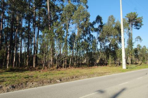 Terreno Rústico c/ 11000 m2