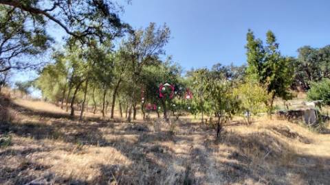 Quinta c/ Casa T2,  em Melides