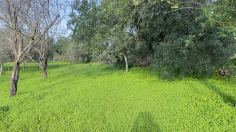 Terreno para construção em Santa Catarina, Loulé