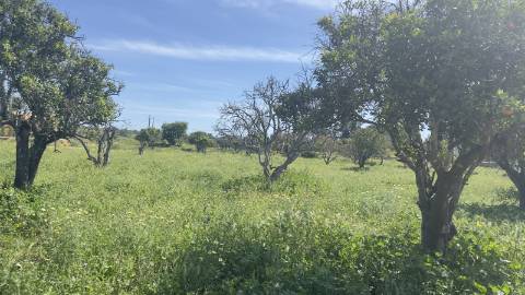Quintinha em Alcantarilha