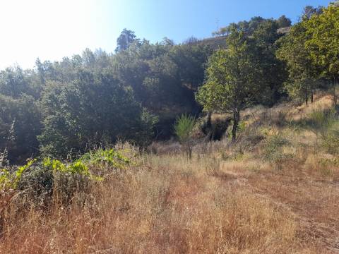 Quinta T5 Venda em Loivos do Monte,Baião