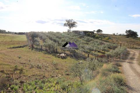 Terrenos Rústicos - 2 Artigos