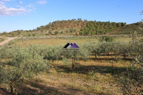 Terrenos Rústicos - 2 Artigos