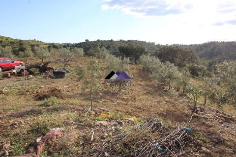 Terrenos Rústicos - 2 Artigos