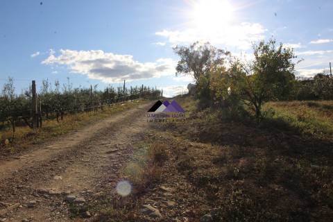 Terrenos Rústicos - 2 Artigos