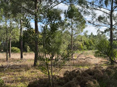 Herdade c/ habitação T4 - Aljezur