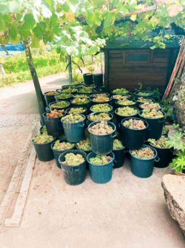 Quinta com 5250 m² & Moradia T1 em Pedra – Baião