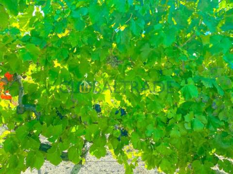 Quinta com 5250 m² & Moradia T1 em Pedra – Baião