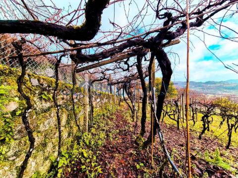 Quinta com 5250 m² & Moradia T1 em Pedra – Baião