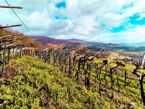 Quinta com 5250 m² & Moradia T1 em Pedra – Baião