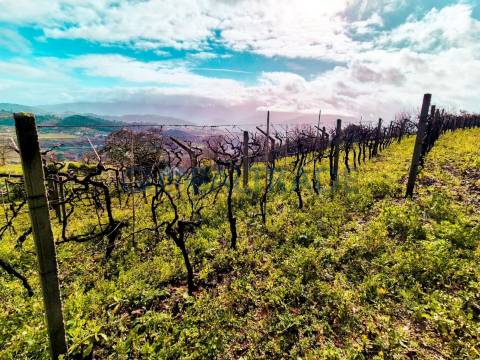 Quinta com 5250 m² & Moradia T1 em Pedra – Baião