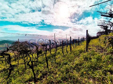 Quinta com 5250 m² & Moradia T1 em Pedra – Baião