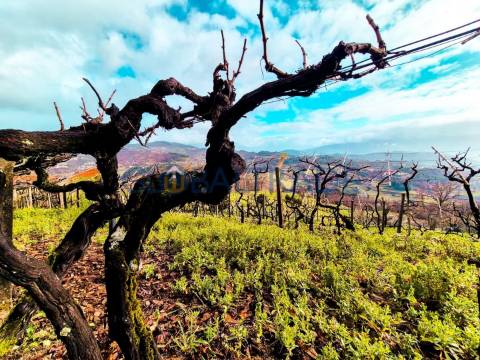 Quinta com 5250 m² & Moradia T1 em Pedra – Baião