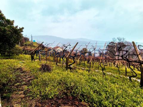 Quinta com 5250 m² & Moradia T1 em Pedra – Baião