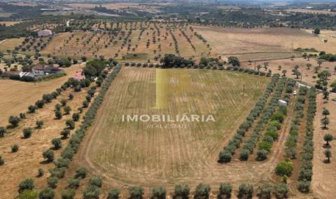 Terreno  Venda em São Vicente do Paul e Vale de Figueira,Santarém